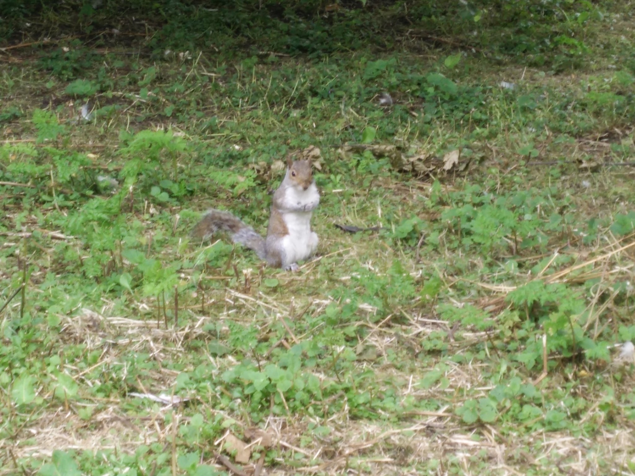 Gray squirrel standing in grass, full size