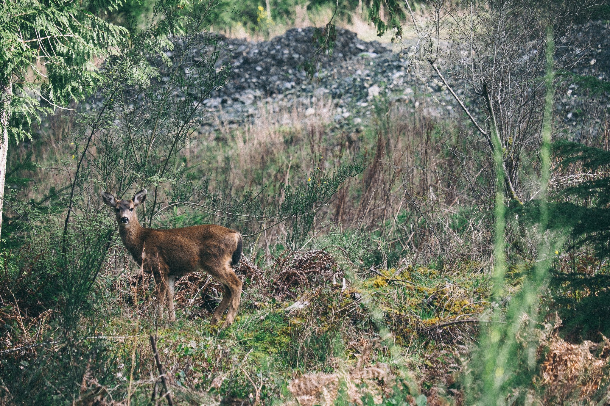 Young deer in a forest clearing, full size