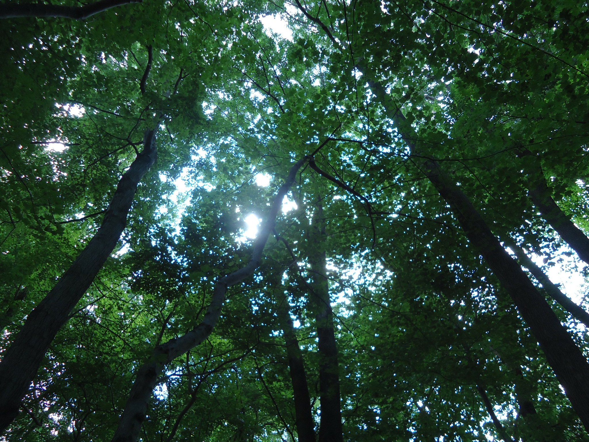 Looking up through forest canopy, full size